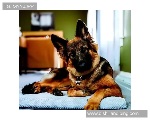 足球明星的护卫犬训练揭秘如何培养忠诚守护者与明星的默契配合